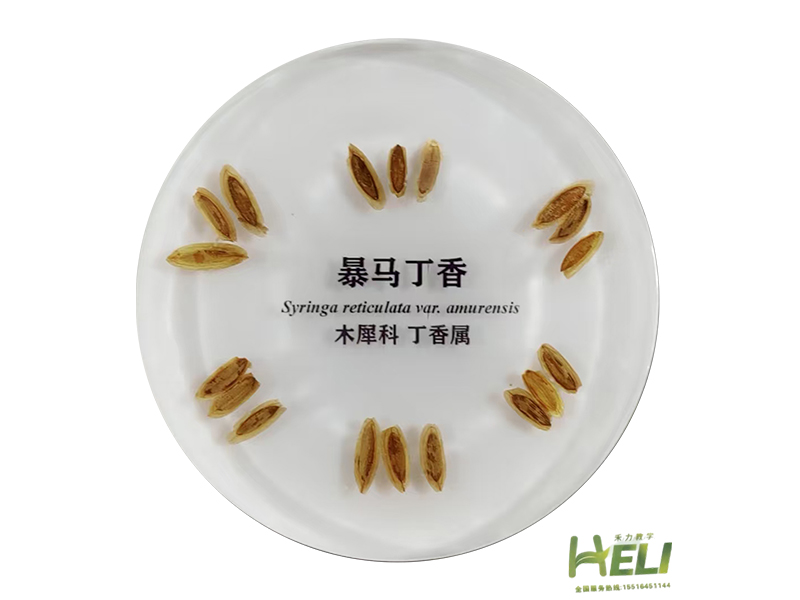 包埋標本   暴馬丁香