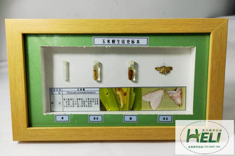 農業(yè)害蟲生活史標本玉米螟 - 副本